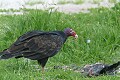 Turkey Vulture (Cathartes aura)