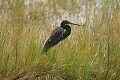 Tricolored Heron (Egretta tricolor)