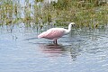 Roseate Spoonbill (Ajaja ajaja)