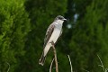 Eastern Kingbird (Tyrannus tyrannus)