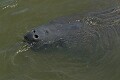 West Indian Manatee (Trichechus manatus)