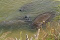 West Indian Manatee (Trichechus manatus)