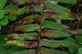 Western sword fern (Polystichum munitum) 