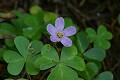 Redwood Sorrel (Oxalis oregana)