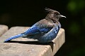 Stellar's Jay (Cyanocitta stelleri)