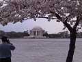 Tidal Basin and Jefferson Memorial