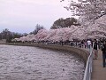 Tidal Basin