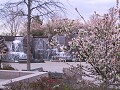 Cherry blossoms and the F.D.R. Memorial