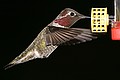 Hummingbirds - November 15, 2003