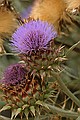 Alum Rock Park - June 19, 2004<br />Thistle