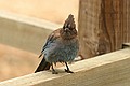 Alum Rock Park - June 19, 2004<br />Steller's Jay