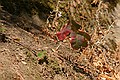 Alum Rock Park - June 19, 2004<br />Poison Oak