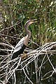 Anhinga - Shark Valley, Everglades N.P.