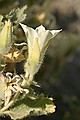 Flora and Fauna in Death Valley - April 24-25, 2004