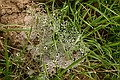Dew-covered web  - Ed Levin County Park