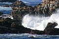 California Seal Lions, Point Lobos State Reserve