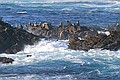 California Seal Lions, Point Lobos State Reserve