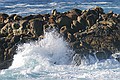 California Seal Lions, Point Lobos State Reserve