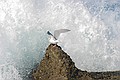 California Gull, Point Lobos State Reserve