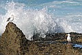 California Gulls, Point Lobos State Reserve