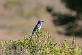 Scrub Jay, Point Lobos State Reserve