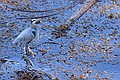 Great Blue Heron, Point Lobos State Reserve