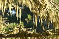 Tree moss, Point Lobos State Reserve