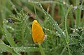 California Poppy