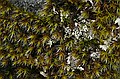 Moss and lichen