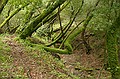 Mossy trees