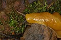 banana slug