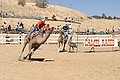 Virginia City Camel Races