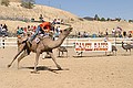 Virginia City Camel Races