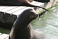 Califonia sealion at Pier 39 in San Francisco