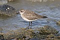 Black Bellied Plover