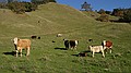 Sunol Regional Park