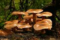 Fungus