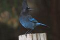 Stellar's Jay (Cyanocitta stelleri)