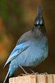 Stellar's Jay (Cyanocitta stelleri)