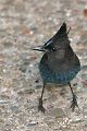 Stellar's Jay (Cyanocitta stelleri)