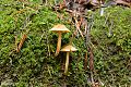 Mushrooms, Big Basin State Park