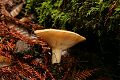 Mushroom, Big Basin State Park