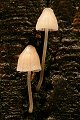 Mushrooms, Big Basin State Park