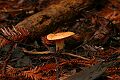 Mushroom, Big Basin State Park