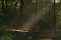 Sun shaft, Big Basin State Park