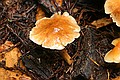 Fungus