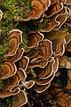 Fungus