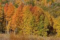 Lundy Canyon - October 9, 2005