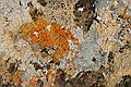 Lichen covered rocks