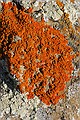 Lichen covered rocks